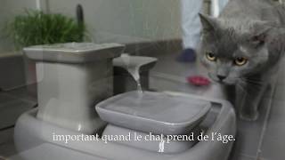 Fontaine pour chat Miaustore  Retour dexperience Filibert [upl. by Aneekat450]