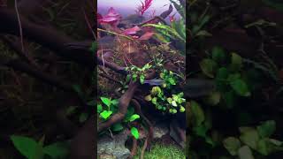 ROTALA BLOOD RED update edit shorts fish plants viral [upl. by Kcirednek]