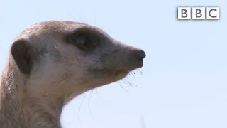 The snakebitten meerkats miraculous recovery  Planet Earth Live  BBC [upl. by Bannasch]