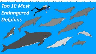 Top 10 Dolphins  Most Endangered  Size Comparison [upl. by Nnor2]