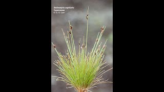 Cyperaceae Family I Family of sedges I Plant Systematic I [upl. by Herv]