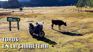 GANADO EN LA CARRETERA  EL LLANO DE LAS FLORES [upl. by Atteuqehs]