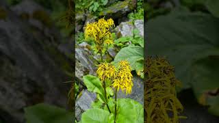 Valley Of Flowers Ligularia Fischeri flowers Close up Shot valleyofflowerstrek uttarakhand [upl. by Philo]