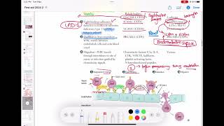 Leukocyte Extravasation  Margination  Adhesion Transmigration Migration Pathology 31 usmle [upl. by Imot]