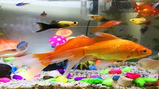 Lovely pink guppies pink fish swim in the aquarium  Cute animal videos [upl. by Fay]