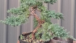 Juniper procumbens Nana Bonsai part 2 [upl. by Aiello]