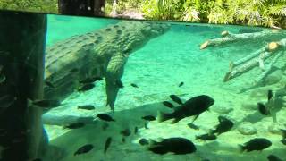 Nile Crocodile at Busch Gardens Tampa 922014 [upl. by Scoville]