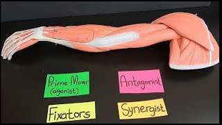 Functions of Agonists Prime movers Antagonists Fixators and Synergists [upl. by Brier]