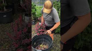 HOW TO TRIM your Barberry Shrub prune gardening [upl. by Joelle556]