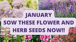 January Seeds to Sow Now💚🌟🌷 [upl. by Alrich]