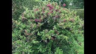 weigélia Weigela Bristol Ruby Larbuste met ses beaux habits [upl. by Adur977]