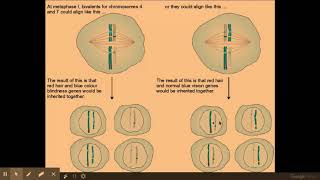 216 Cell division g Meiosis [upl. by Vassell721]