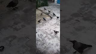 crows lovers shortvideo [upl. by Harli]