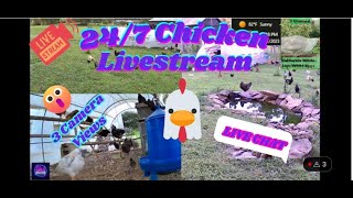 247 Chicken Livestream amp Chat  Dog amp Cat TV  Nature [upl. by Anaizit58]