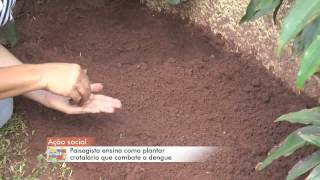 TV ZAN  COTIDIANO  PLANTIO CROTALÁRIA DENGUE  JOÃO PAULO SANTOS  02032015 [upl. by Niela609]