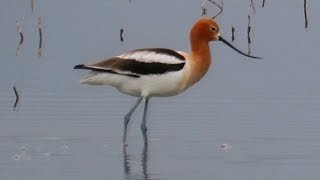 American Avocet [upl. by Emmons624]