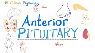 Anterior Pituitary Gland  The 10 Commandments of Endocrinology  Endocrine Physiology [upl. by Ase]