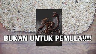 UNBOXING HEWAN MEMATIKAN‼️ [upl. by Assyral]