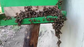 bee honey🐝farming  pure honey  shorts like beefarming shots honeybee youtubeshorts viral [upl. by Ebner]