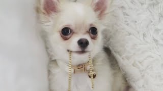 Bling in style with Barley ✨ FULL VIDEO [upl. by Anahsahs]