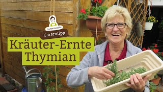 Kräuterbeet Thymian ernten und trocknen  Kräuterernte Ende Mai [upl. by Giuliana]