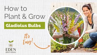 How to Plant and Grow Gladiolus Bulbs [upl. by Ataymik]