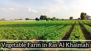 Vegetable Farm in Ras Al Khaimah [upl. by Horgan]