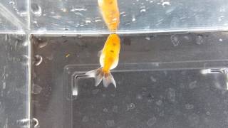 Ranchu curl gills case study UPDATE Oxygen treatment did not cure [upl. by Acinorev]