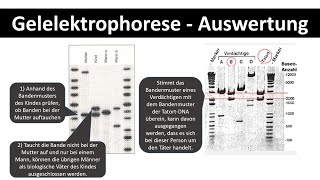 Gelelektrophorese  Auswertung  Anwendungsaufgaben Vaterschaftstest  Biologie Oberstufe 12 [upl. by Irtimd]