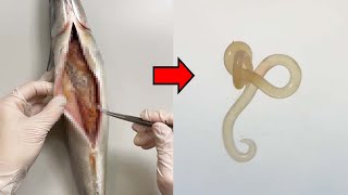 Strange Parasite Removed from Mackerel [upl. by Harriott]