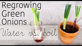 How to regrow green onions from scraps  Water vs Soil  Garden Organizs Garden Tip 1 [upl. by Deste]