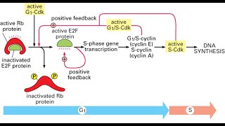 Functions of CyclinDependent Kinases CDKs G1S and SCDK Part 6 on Cell cycle [upl. by Ahseikram]