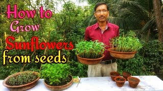 How to Grow Sunflowers from Seeds with great Success [upl. by Rabelais679]