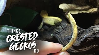 20 Things Crested Geckos Do [upl. by Mylo710]