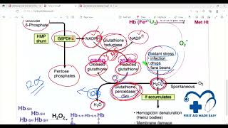 Review 2nd half Immunology  First Aid Lectures  Lec33 drjamillectures drjameellectures drjamil [upl. by Carin]