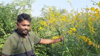 Crotalaria juncia plant introduce by Dr Sreenath Ananthaneni [upl. by Nemlaz]