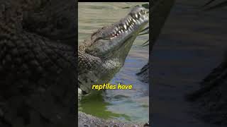 Jaws of Steel Crocodile Holds Breath for One Hour 🐊💨 Crocodile WildlifeWonder [upl. by Latsyc]