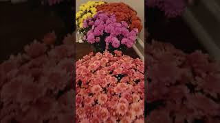 chrysanthemums mums flowers autumn fall autumn2024 fallseason [upl. by Anidan206]