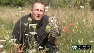 Wildlife World  The Basics of British Owls with Owl Conservationist Ian McGuire [upl. by Emiatej]