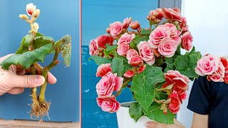 Begonia is ravishing flower Propagate by cuttings in sand at home [upl. by Osnofla]