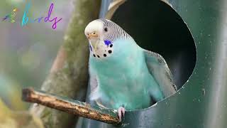 will budgies lay eggs without a nesting box [upl. by Karee]