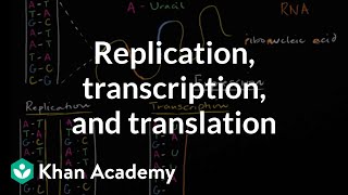 DNA replication and RNA transcription and translation  Khan Academy [upl. by Light]