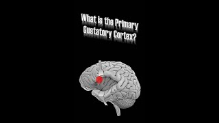 Primary Gustatory Cortex [upl. by Einre947]