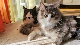 Norwegian Forest Cat A short Homestory [upl. by Korey]