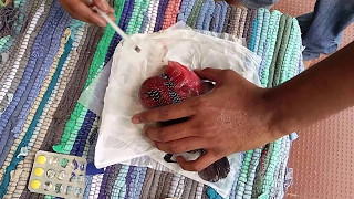 HOW TO TREAT FLOWERHORN FISH FROM INTERNAL PARASITES deworming flowerhorn fish [upl. by Jochebed]