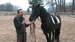 Francesco Vedani Equitazione  Tranquillizzare un cavallo impaurito 1 parte [upl. by Ennire]