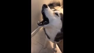 Screaming husky throws insane temper tantrum [upl. by Macdonald980]