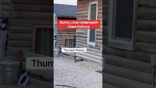 Bunny Lives Underneath Giant Pythons 😱🐰🐍shorts bunny [upl. by Aihtenak443]