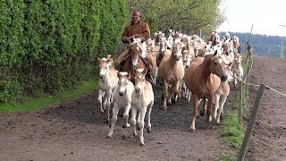 Weideauftrieb der Haflinger  Pferde aus Meura in Thüringen [upl. by Onaivlis756]