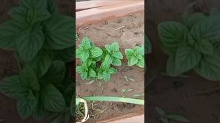 jitna torray gy or ziyada grow kre ga😄🌱🌹gardening organicgardening cooking gardeningshort [upl. by Adanar]